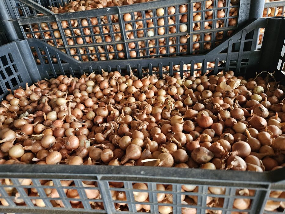 Арпаджик /ситен/среден/едър