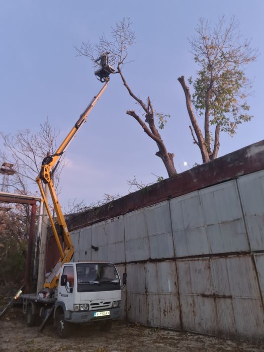 Рязане кастрене на опасни дървета