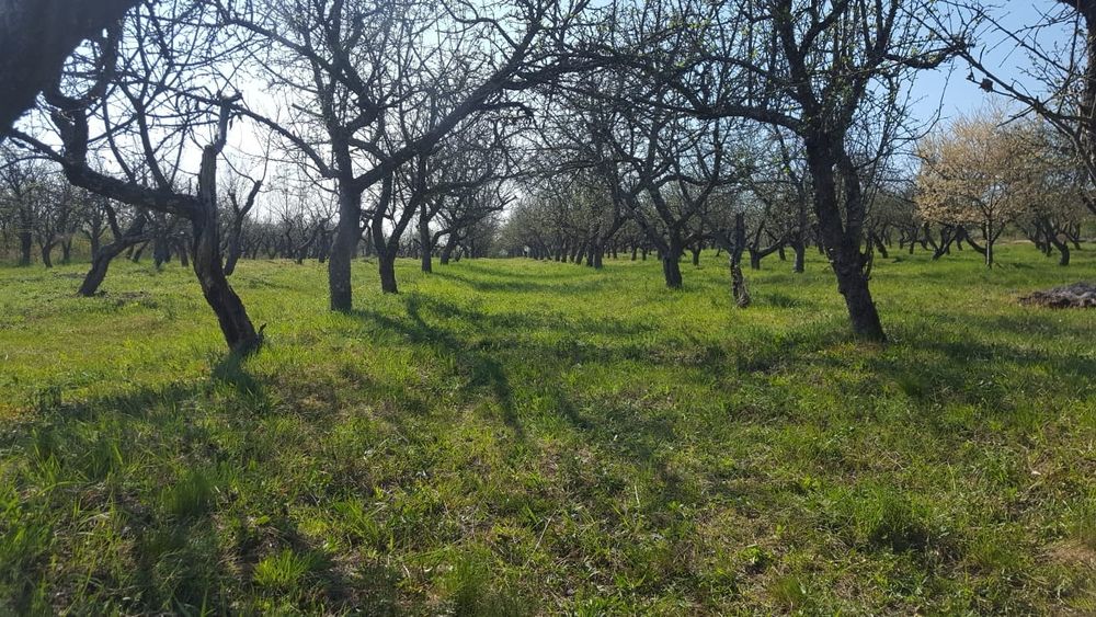 Livada de vanzare Dumitra - BN