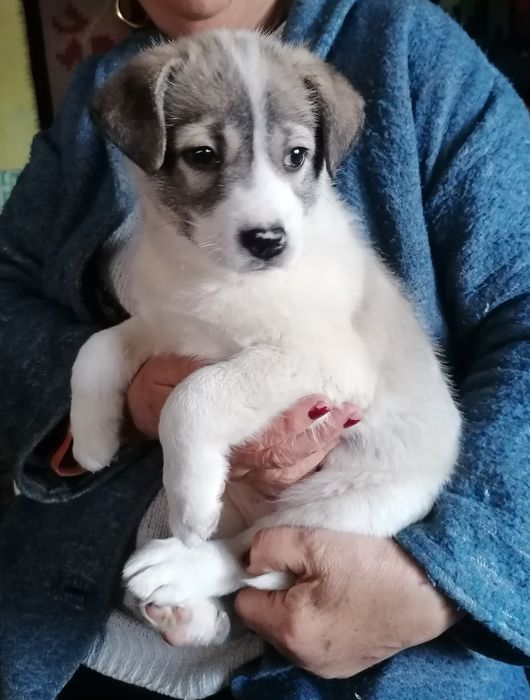 Donez cățelușă vaccinată extrem de jucăușă