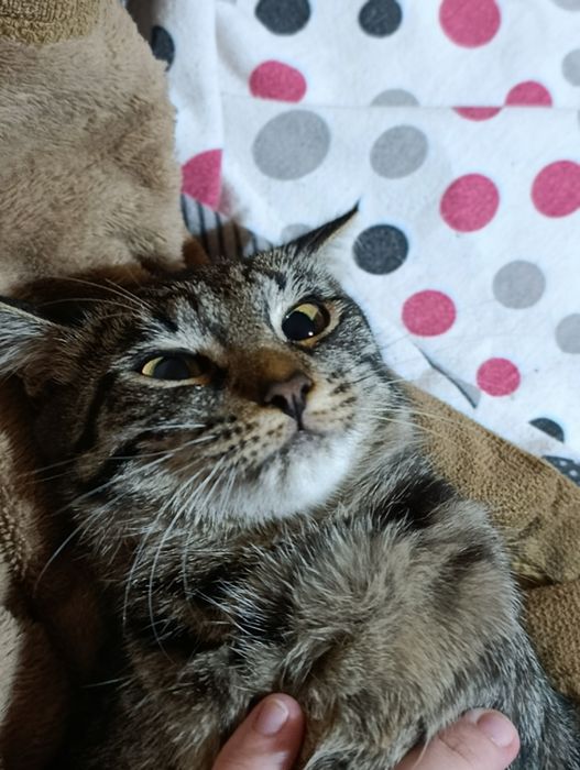 Ищу кота для кошки