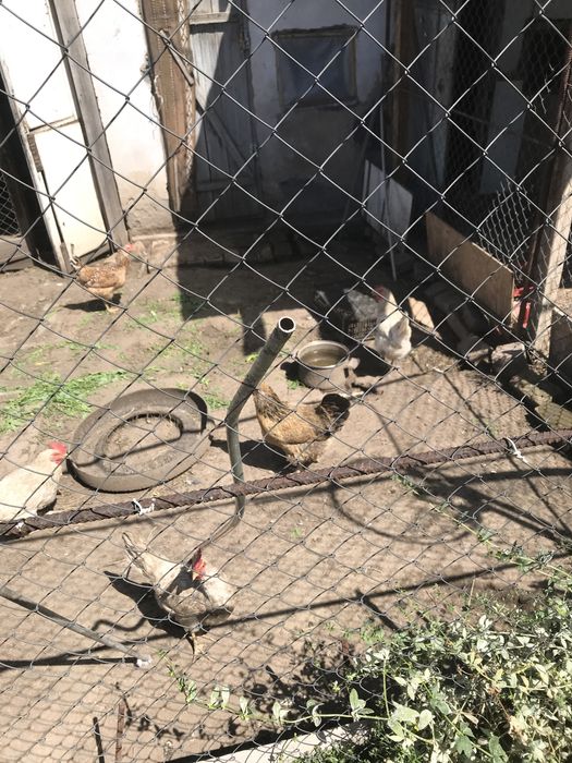 Курица/куры Несушки