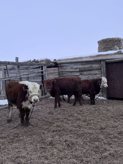 16 бас бұқа сатылады