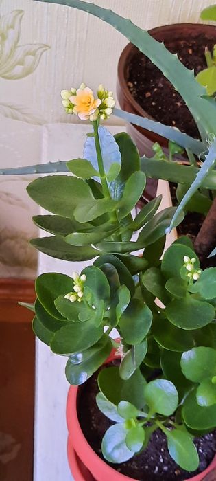 Комнатный цветок "Каланхое"