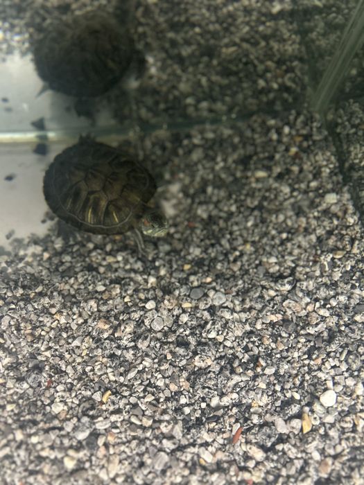 Продам аквариум с черепахой