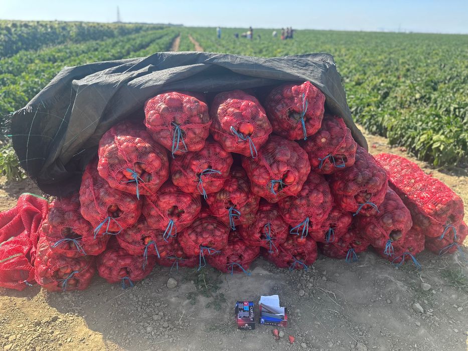 Gogosar,Ardei Gras , Kapia ,F1 Calitatea I