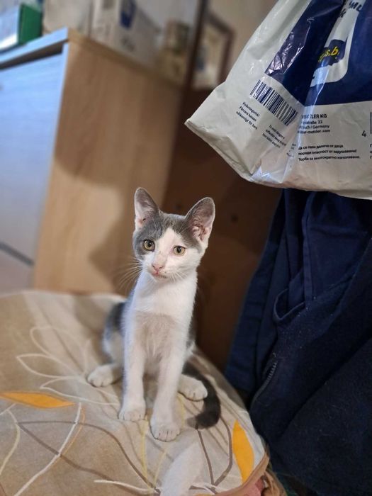 Подарявам котенца