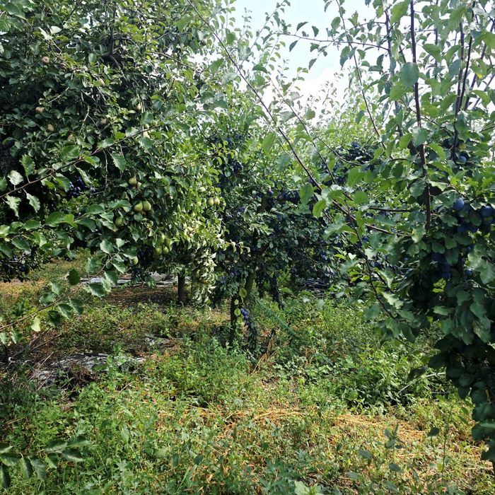 Продавам дворно място с овошки