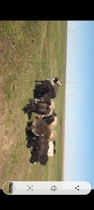 Бараны овцы ягнята