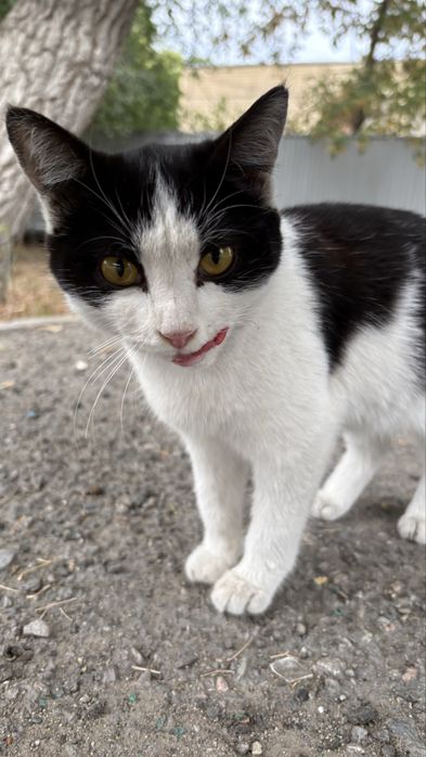 Кошечка ищет дом