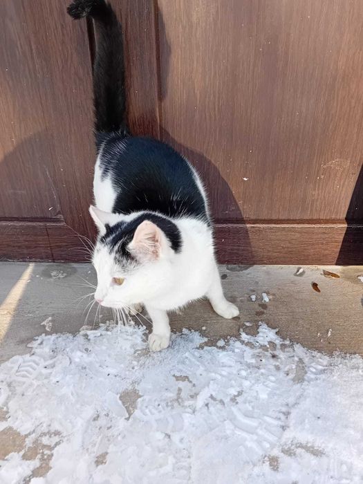 Ofer motanul din poza