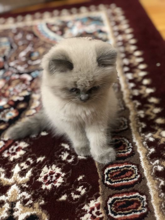 Uy mushugi 2 oylik Домашний котёнок  2 месяцев мальчик