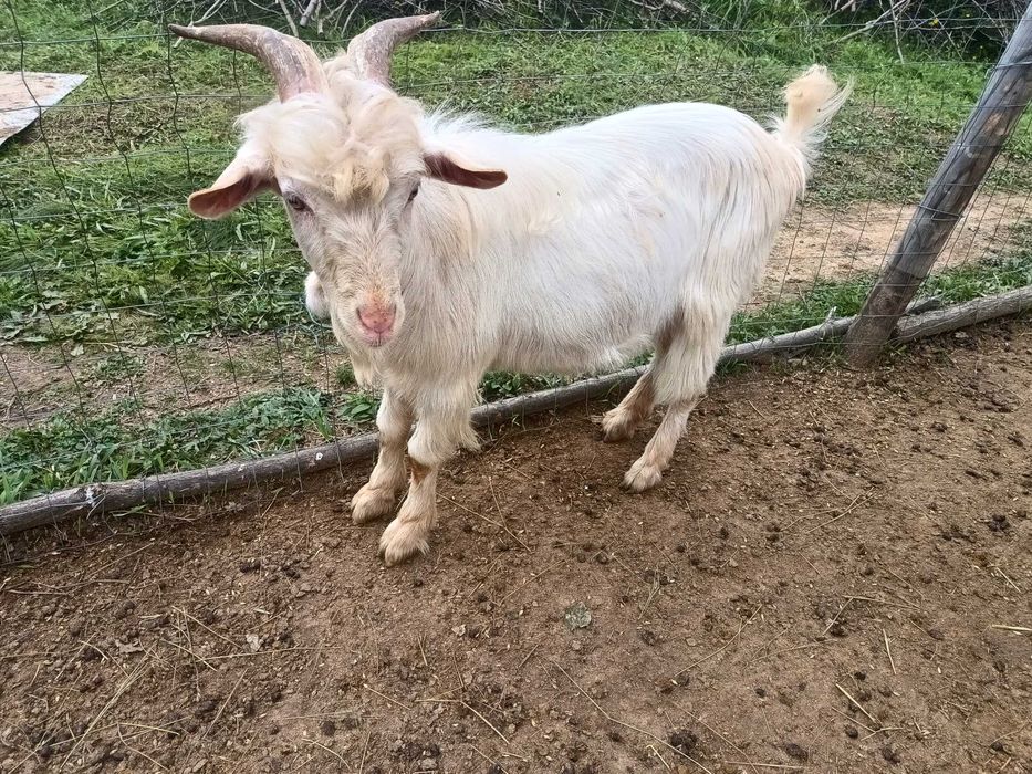 Țap alpin francez cu saneen 1 an