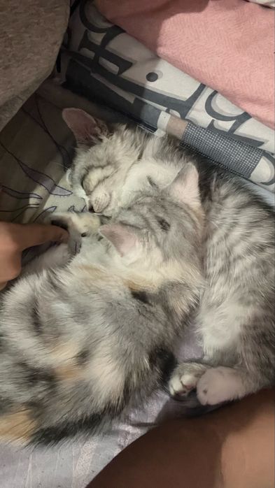 Котят шиншилыы