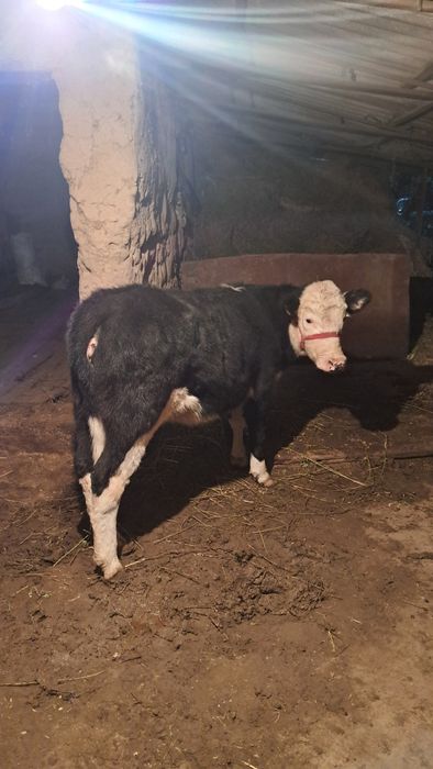 Гибрид порода гунажин