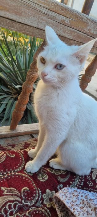 Кошка пародистая