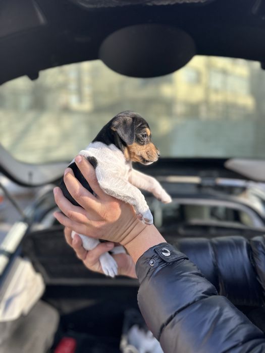 Джак ръсел териер