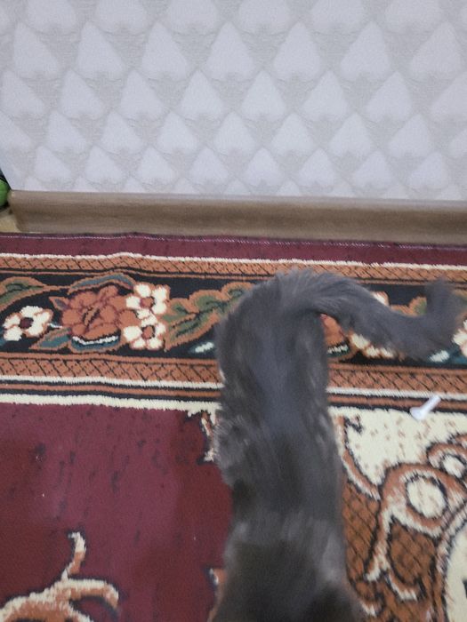 Zotli Uy mushugi. Aqlli