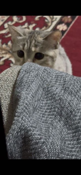 Шотландская кошка