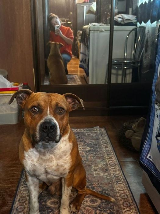 Ищем суку для вязки