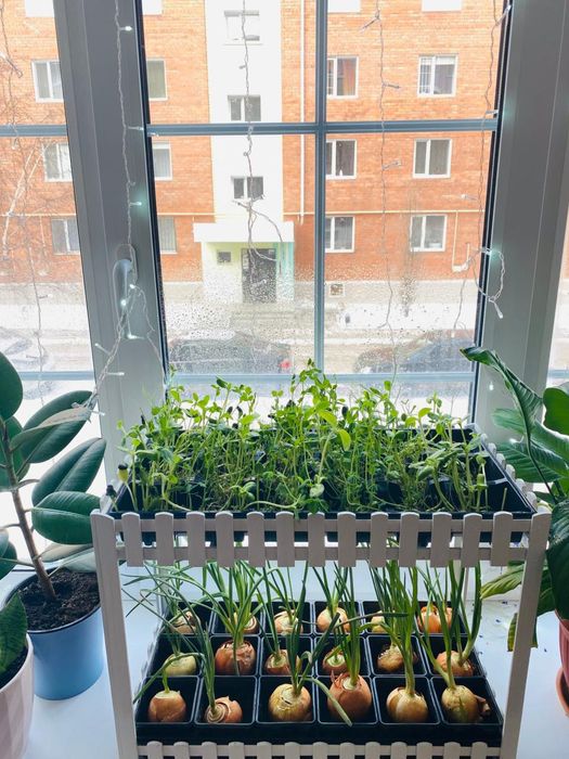 Стеллажик для зелени и микрозелени.