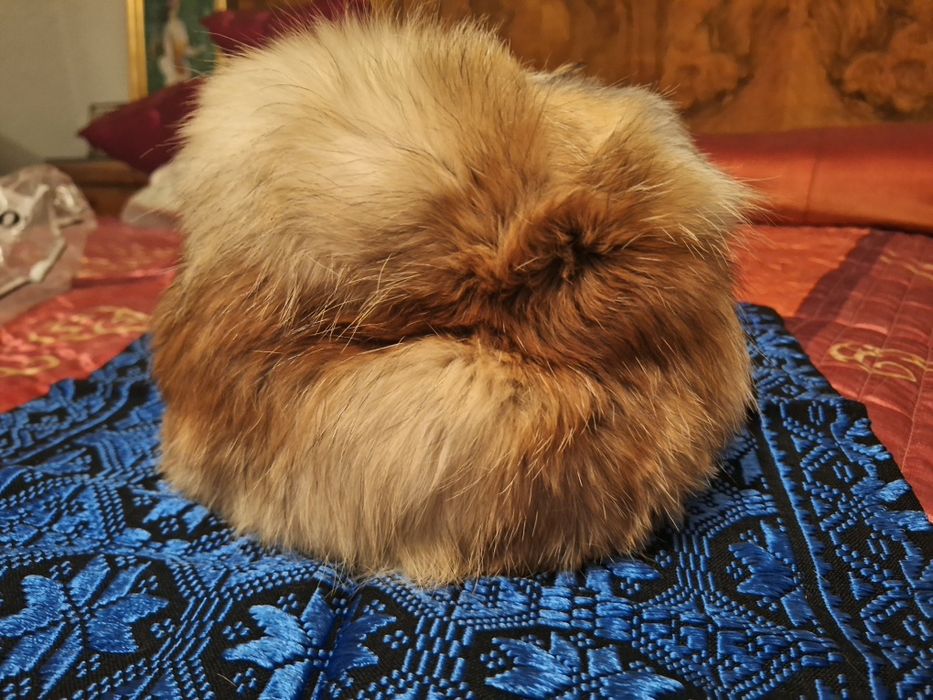 Căciulă de vulpe polara