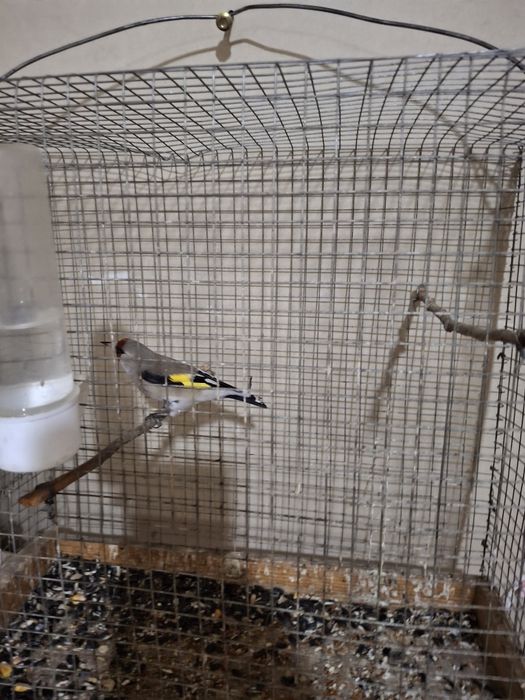 Щеглы птицы продаются