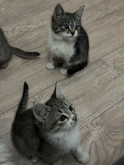 Котёнки в добрые руки