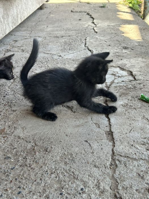 Котята почти 3 месяца мальчик и девочка