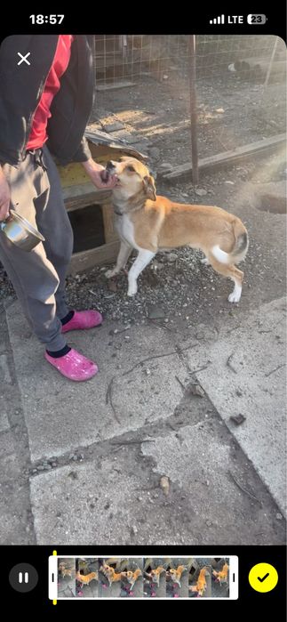 Donez caine jucaus si cuminte