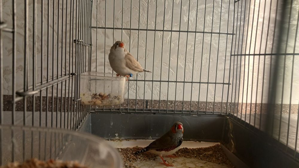 Амадина сотилади