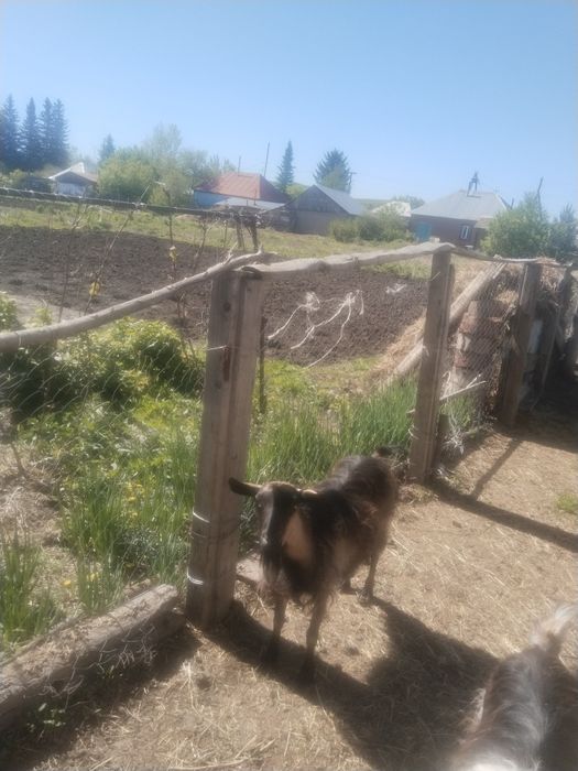 Продам дойную козу