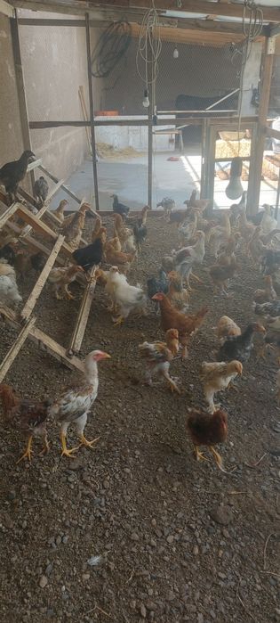 Xuroz tovuq sotiladi