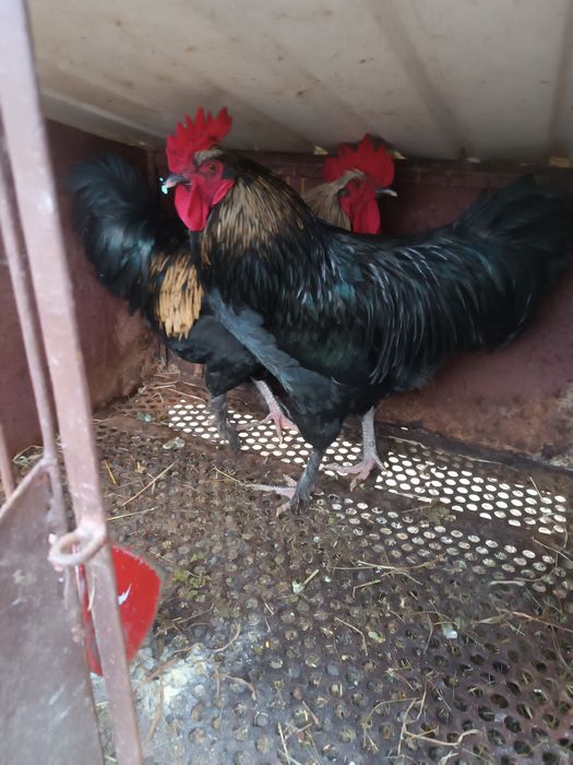 Vând cocoși rasa comuna