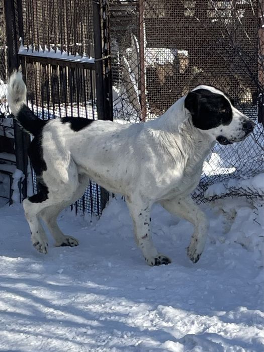 Предлагаю для вязки кобелей САО