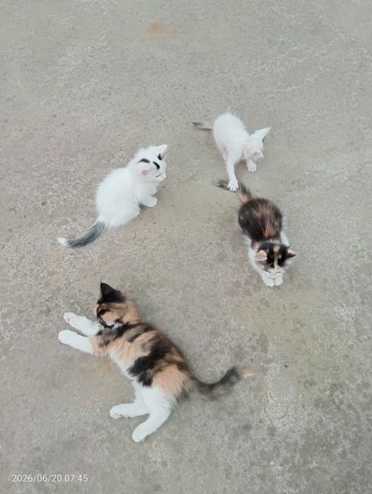 Котята / Мушукчалар