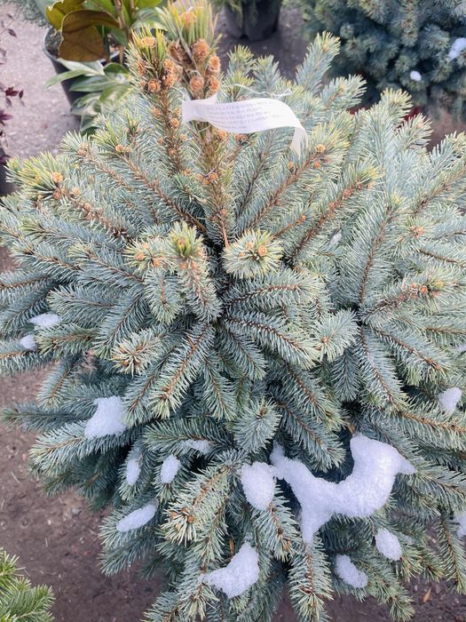 Ель голубая, колючая - сорт Эдит