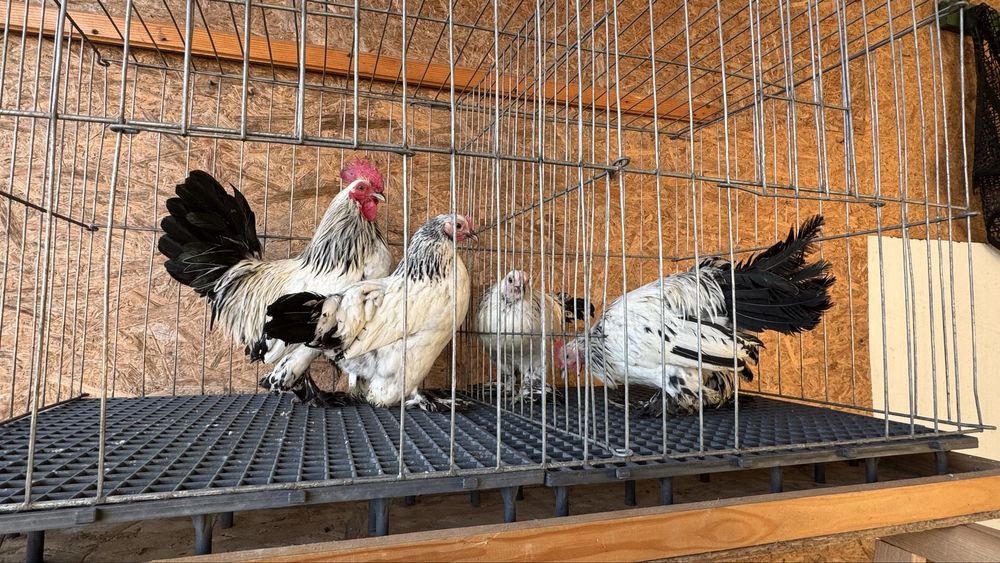 Pasari rasa pitica mii de flori