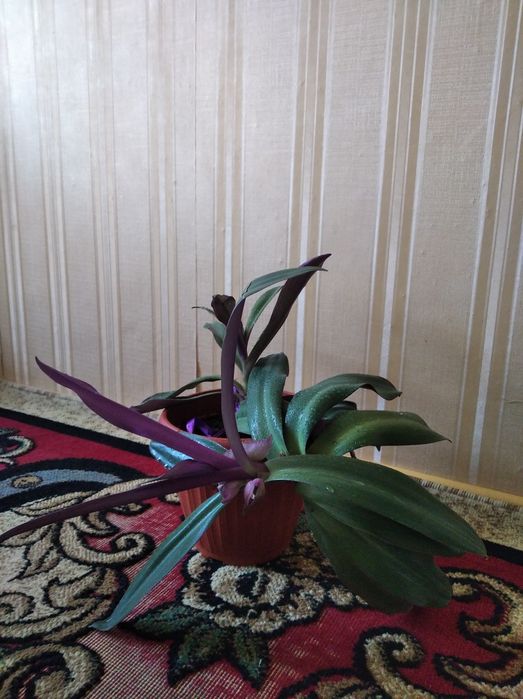 Продам комнатные цветы