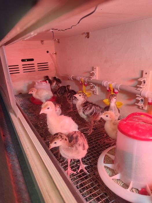 Индюшат на продажу