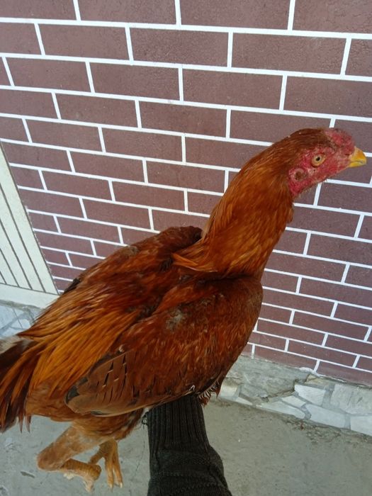 Dakan Xoʻroz 5oylik