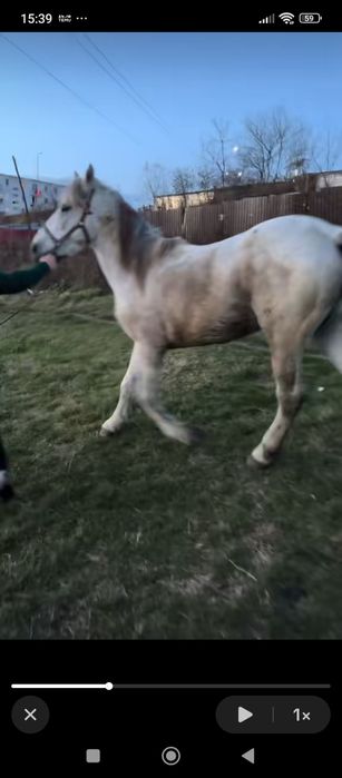 Armăsar cuminte de vânzare sau schimb cu mânză