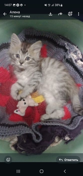Срочно ищем добрые руки котёнку