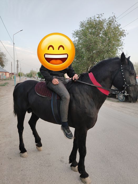 Жылқы сатылады срочно