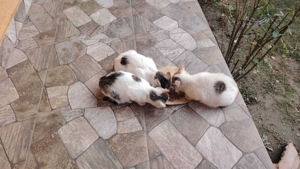 Donez pisicuțe pufoase și blânde au mai rămas doar 2