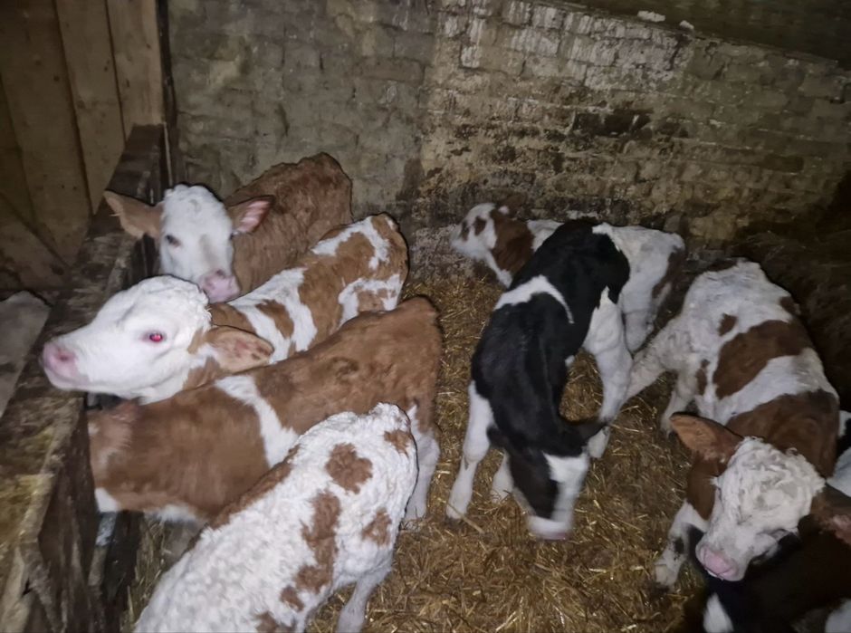 Aduc Vitei  intarcati pentru crescut ! Exemplare frumoase,