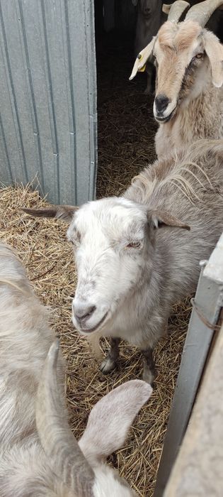 Продам племя коз