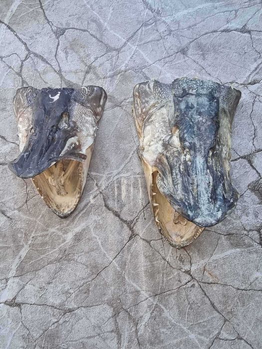 Трофейни глави от риба Щука