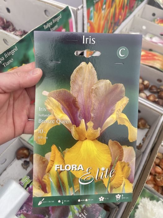 Ирисы сортовые - луковичные