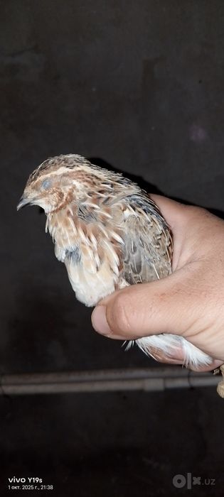 Bedanalar sotiladi